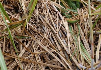 Hurricane Ida damages sugarcane in southeast Louisiana